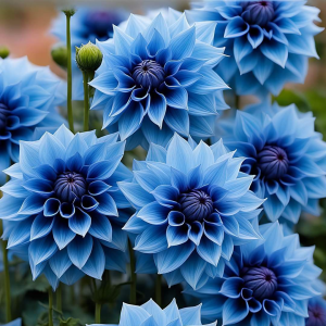 Георгин Вижапе купить по цене от 699р. в интернет-магазине «Посадика» с доставкой почтой в в Дубовкае и по всей России – [изображение №1].