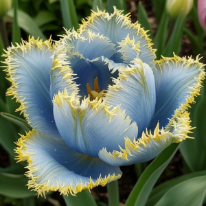 Тюльпан Махровый Амплуа купить по цене от 199р. в интернет-магазине «Посадика» с доставкой почтой в в Дубовкае и по всей России – [изображение №1].