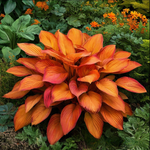 Хоста Солнечный Нектар купить по цене от 605р. в интернет-магазине «Посадика» с доставкой почтой в в Дубовкае и по всей России – [изображение №1].