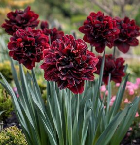 Нарцисс Малиновая Вуаль купить по цене от 3000р. в интернет-магазине «Посадика» с доставкой почтой в в Дубовкае и по всей России – [изображение №1].