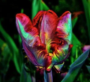 Тюльпан Эирпрайз купить по цене от 270р. в интернет-магазине «Посадика» с доставкой почтой в в Дубовкае и по всей России – [изображение №1].